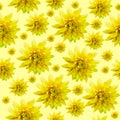 Seamless infinite yellow floral background. For design and printing. Background of natural chrysanthemums.