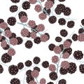 Seamless isolated pattern with doodle blackberries. White background Royalty Free Stock Photo
