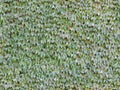 Seamless Ivy Wall Background Tile