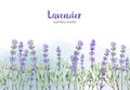 Seamless lavender border, watercolor painting, hand drawn