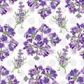 Seamless Lavender flowers background. Botanical illustration.