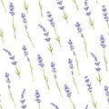 Seamless lavender pattern. Royalty Free Stock Photo