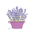 Seamless lavender pattern Royalty Free Stock Photo