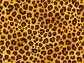 Seamless leopard fur texture. Abstract animal skin background Royalty Free Stock Photo