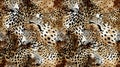 Seamless leopard pattern. Abstract animals pattern Royalty Free Stock Photo
