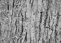 Seamless monochrome treebark Royalty Free Stock Photo