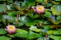 Seamless natural photo background with lotus flower or water lily. Floral pattern with beautiful nympheas in green and pink Royalty Free Stock Photo