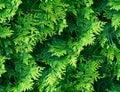 Seamless natural photo green texture of needles western thuja twig,