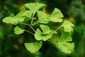 Seamless natural texture of brightly green leaves of Ginkgo tree Ginkgo biloba, known as ginkgo or gingko in soft focus