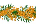 Seamless ornament branch of sea buckthorn with berries.