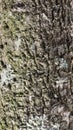 Seamless tree bark texture with moss, outermost layer of tree trunk abstract Royalty Free Stock Photo