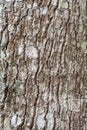 Seamless tree bark texture, outermost layer of tree trunk Royalty Free Stock Photo