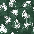 Seamless palm leaf pattern. Tropical summer texture with green and white monstera leaves. Jungle flora background. Decor Royalty Free Stock Photo