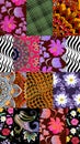 Seamless patchwork pattern with daisy and cosmos flowers, waves and paisley in vector Royalty Free Stock Photo