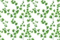 Seamless pattern, Adiantum leaves