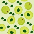 Seamless pattern with amla, indian gooseberry on green background. Cosmetics, ayurvedic and medical plant. Vector