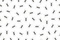 Seamless pattern ants Royalty Free Stock Photo