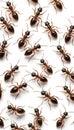 Seamless pattern of ants on white background highlighting nature's intricacy Royalty Free Stock Photo