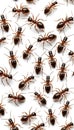 Seamless pattern of ants on a white background for nature and insect design projects Royalty Free Stock Photo