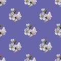 Seamless pattern of apricot blossom branch for celebration design on lilac background.. Beautiful floral background. Isolated Royalty Free Stock Photo