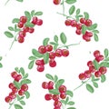 Seamless pattern with arctic lingonberry on white background. Backdrop with partridgeberry or cowberry. Hand drawn