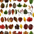 Seamless pattern of autumn leaves and berries on a white background. Leaves: gooseberry, apple tree, chokeberry, walnut, rose hip Royalty Free Stock Photo