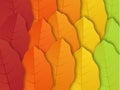 Autumn leaves background.