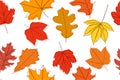 Seamless pattern of autumn leaves.Vector illustration isolated on white background. Royalty Free Stock Photo