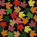 Seamless pattern. Autumn. Multicolored fallen leaves of maple on a black background. Royalty Free Stock Photo