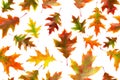 Seamless pattern of autumn oak leaves isolated on a white background. Bright multi-colored oak leaves Royalty Free Stock Photo