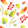 Seamless pattern of autumn yellow, red, orange, green leaves on a white background. Royalty Free Stock Photo