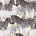 Seamless pattern, background with adult zebra and zebra cub. Vector illustration. Royalty Free Stock Photo