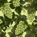 Seamless pattern background of green wine grapes with leaves and branches