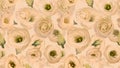 Seamless pattern, background, texture print with light watercolor. Vector illustration. Eustoma cream, peach, orange in watercolor