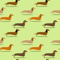 Seamless pattern with badger dogs of different colors