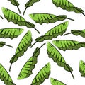 Seamless pattern banana leaves nature tropical with white background Royalty Free Stock Photo