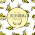 Seamless pattern.bananas of vector sketches.Detailed citrus drawing.Vintage sketch style illustration