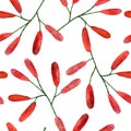 Seamless pattern with barberry