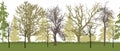 Seamless pattern of bare trees spring garden silhouette. Vector illustration Royalty Free Stock Photo