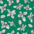 seamless pattern of basil leaves Royalty Free Stock Photo