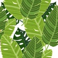 Seamless pattern with beautiful frangipany and banana leaf vector illustration