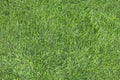 Seamless pattern. A beautiful green lawn grass texture. Royalty Free Stock Photo