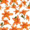 Seamless pattern of beautiful orange lilies on a white background Royalty Free Stock Photo