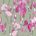 Seamless pattern with Beautiful pink iris flowers Royalty Free Stock Photo