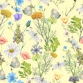 Seamless pattern of summer wildflowers