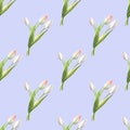 Seamless pattern from beautiful white tulips on blue backdrop. Marker drawing. Watercolor painting.