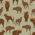 Seamless pattern with Bighorn sheep. Males and females of Ovis canadensis.