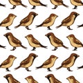 Seamless pattern with birds sparrows