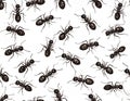 A Seamless Pattern of Black Ants Crawling on a White Background Royalty Free Stock Photo