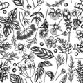 Seamless pattern with black and white angelica, basil, juniper, hypericum, rosemary, turmeric